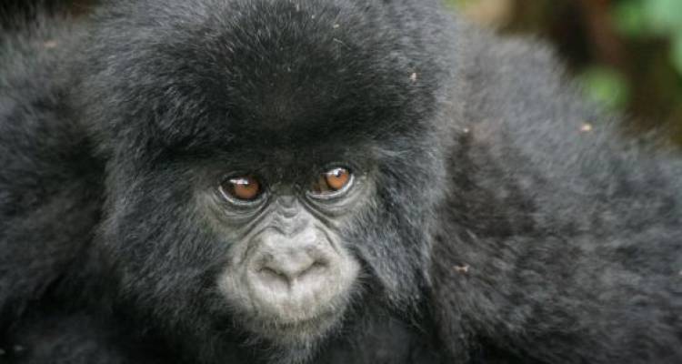 Nairobi To Cape Town (75 Days) Grand Adventurer - Oasis Overland