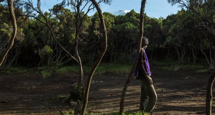 Le trekker se tient parmi les arbres de la forêt en regardant vers le sommet enneigé du Kilimandjaro