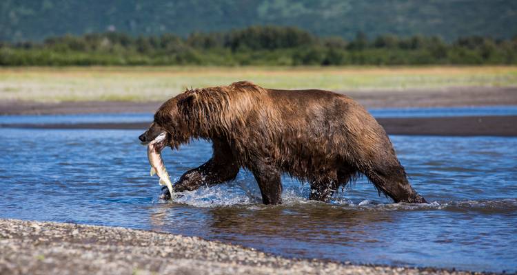 Un ours brun traverse à grandes enjambées une rivière peu profonde en tenant un saumon entre ses mâchoires