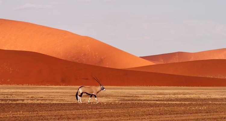 Cape to Namibia - 14 days - On The Go Tours