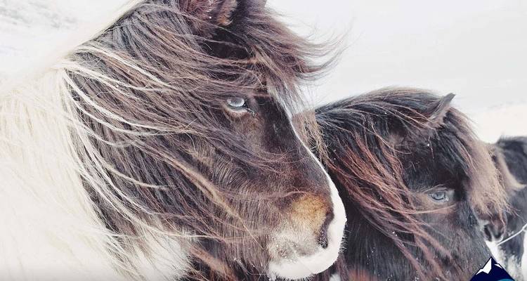 Primer plano de dos caballos islandeses con crines al viento.