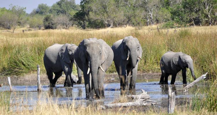 A group of elephants wading through water in a natural setting.