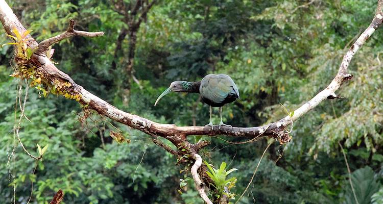 Pájaro posado en la rama de un árbol en un bosque denso.