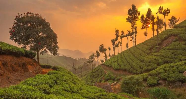 Golden sunrise over rolling tea plantations and lone trees in Munnar's misty hills.
