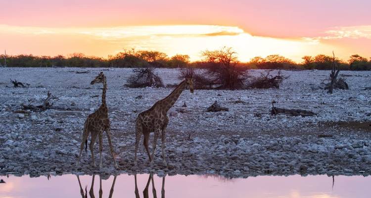 Giraffen, die bei Sonnenuntergang über eine felsige Ebene wandeln.