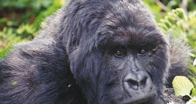 Primates and Wildlife of Uganda - World Expeditions