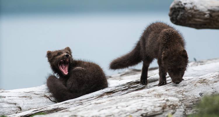 Ein Polarfuchswelpe gähnt weit, während ein anderer an einem Stamm neben einem ruhigen See schnüffelt.