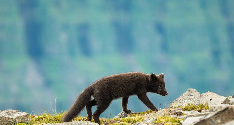 Ein einzelner dunkelbrauner Polarfuchs geht vorsichtig über felsiges Tundragelände mit unscharfem grünem Hintergrund.