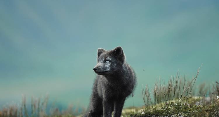 Nahaufnahme eines aufmerksamen Polarfuchses vor einem glatten blaugrünen Hintergrund.