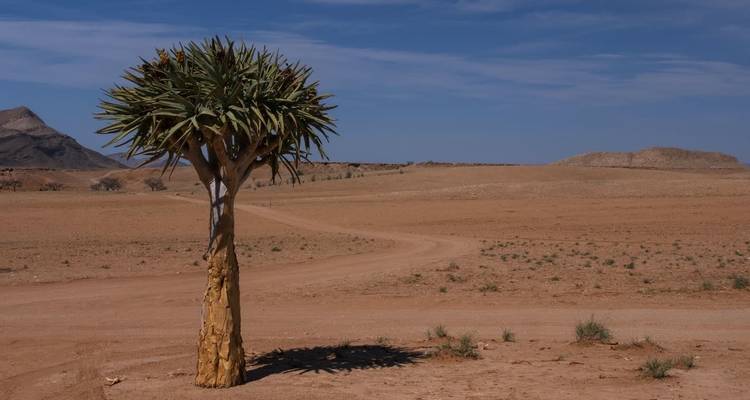 The text you provided is already in Spanish. "Quiver tree in a desert landscape" translated from English to Spanish would be:
**Árbol carcaj en un paisaje desértico.**
Alternative translations:
- "Árbol aljaba en un paisaje desértico"
- "Kokerboom en un paisaje desértico" (using the original Afrikaans name, sometimes used in Spanish)