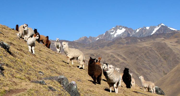 7 Day Lares Trek to Machu Picchu - Group Service - Valencia Travel Cusco