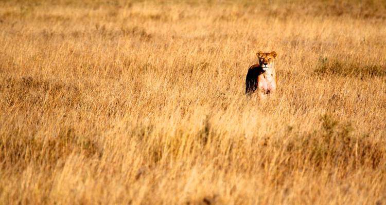 The Perfect First Safari (Camping) - Viva Africa Tours