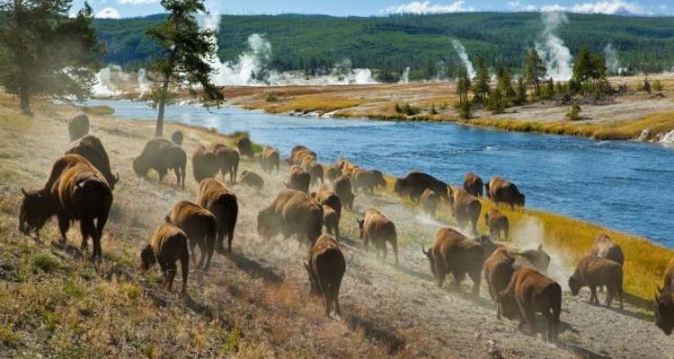 Yellowstone Wildlife Trails (8 destinations) - Grand American Adventures