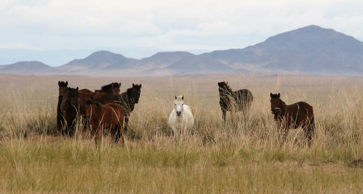 Wild Mongolia and Golden Eagle Festival - Sundowners Overland