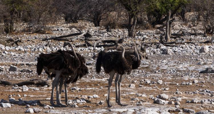 3 Day Etosha Accommodated - Wild Dog Safaris