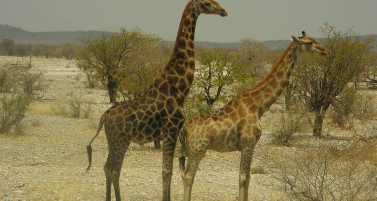 3 Day Etosha Accommodated - Wild Dog Safaris