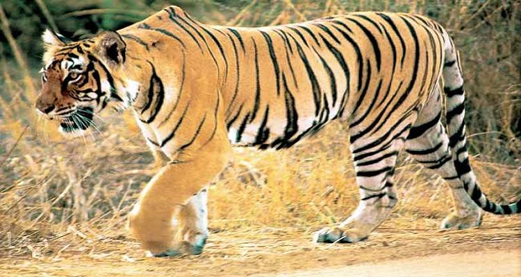 Rajasthan Wildlife Safari Tour - Welcome Rajasthan Tours & Travels