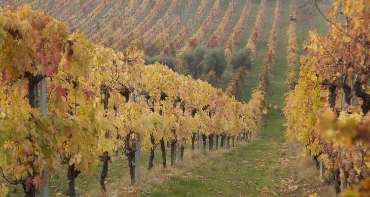 Italy Uncorked: Wine & Cooking in the Heart of the Italian Countryside - The Italian on Tour