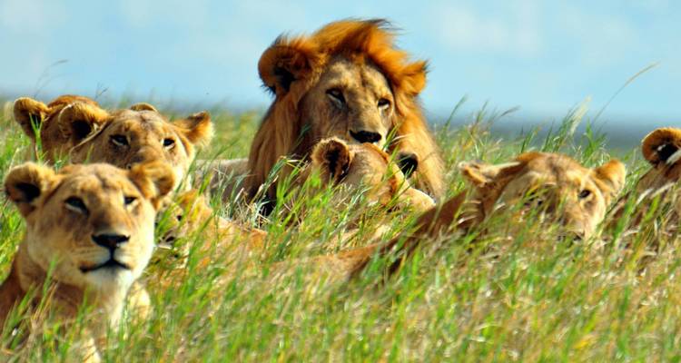Lions resting in tall grass.