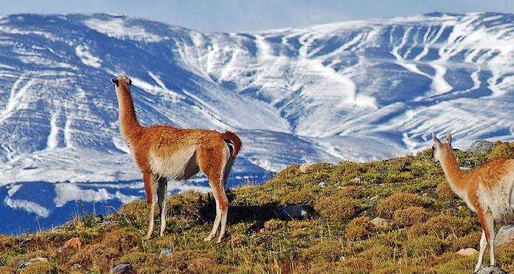 Taste of Brazil & Patagonian Adventure - Scenic Luxury Cruises & Tours