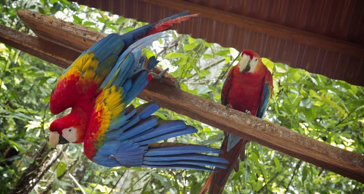 Perroquets colorés perchés sur une poutre en bois dans un décor de jungle.