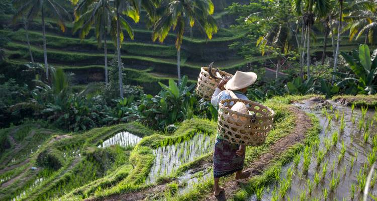 Rijstterras-boer die tweelingvlechtmanden langs een smal modderig pad in Bali's weelderige rijstvelden draagt
