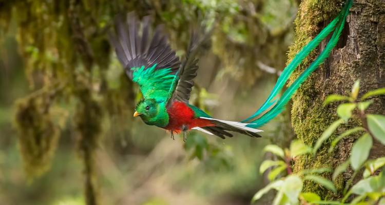 Strahlend gefärbter glänzender Quetzal-Vogel im Flug in einem moosigen Wald.