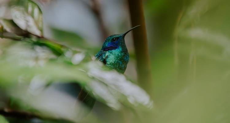 Nahaufnahme eines grünen Kolibris, der zwischen unscharfem Dschungellaub sitzt.