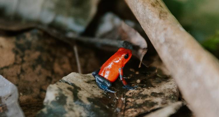 Kleiner roter Giftpfeillfrosch auf feuchtem Waldboden zwischen Blättern und Zweigen.