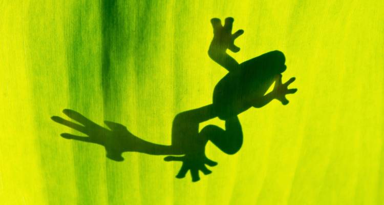 Silhouette d'une grenouille sur une grande feuille verte.