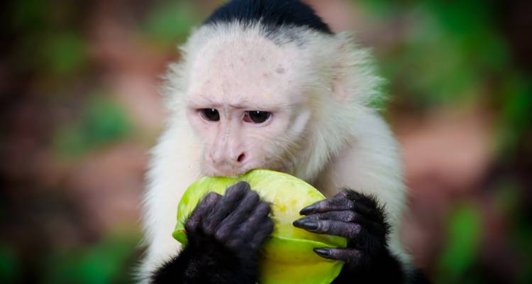 Singe mangeant un fruit dans un environnement luxuriant.