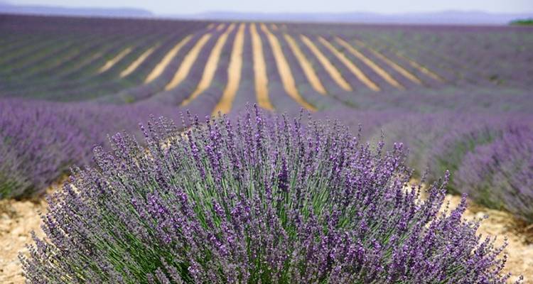 Sounds of Jazz from Burgundy & Provence - Cruise Only (from Arles to St Jean de Losne) - Avalon Waterways