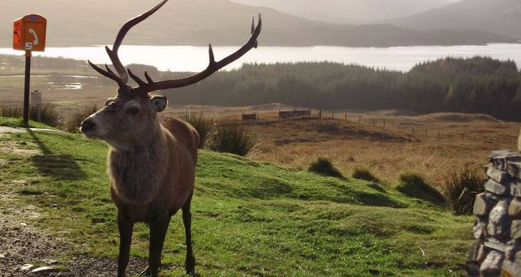 Edinburgh & Highlands Welcome Package 3D/2N - Bamba Experience