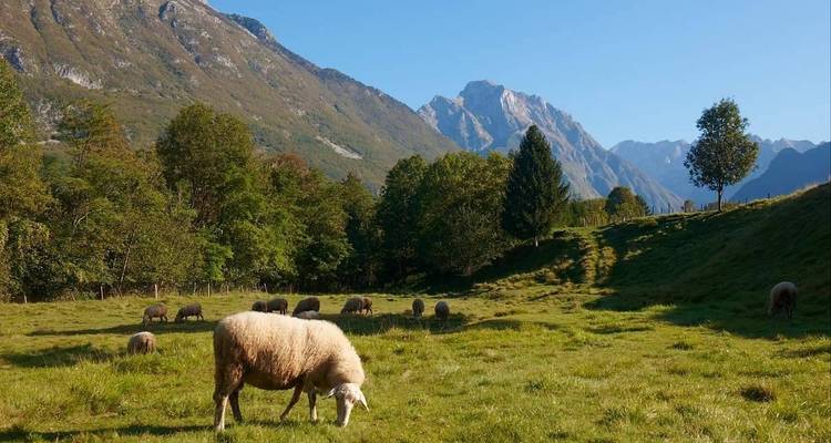 Des moutons qui paissent dans une vallée avec en toile de fond des montagnes vertes.