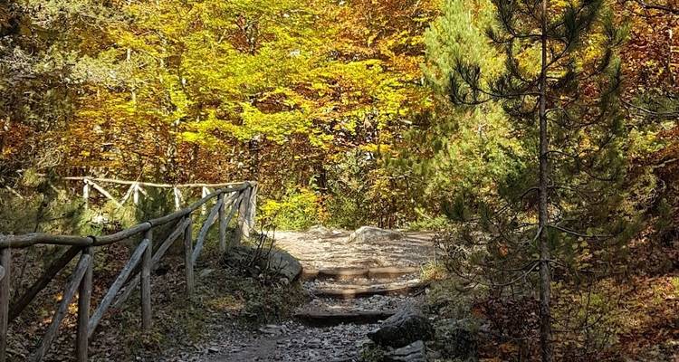 Woodland path with autumn leaves and soft sunlight