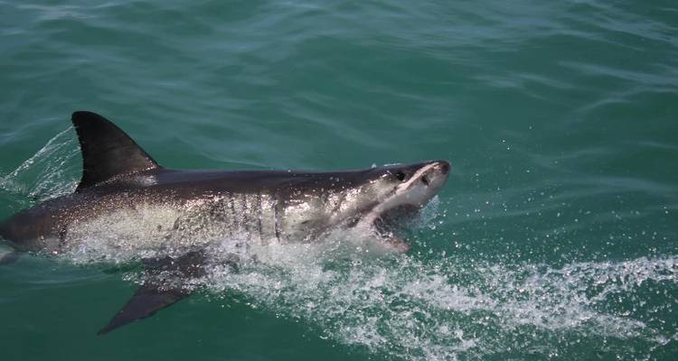 Cape Town Great White Shark Adventure 3D/2N - Bamba Experience