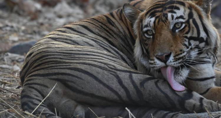 Taj Mahal, Tiger and Pink City - Yolo India Tours