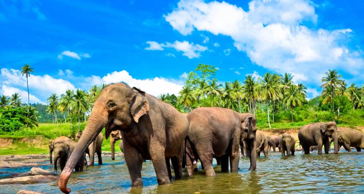 One Life Adventures - Sri Lanka - One Life Adventures