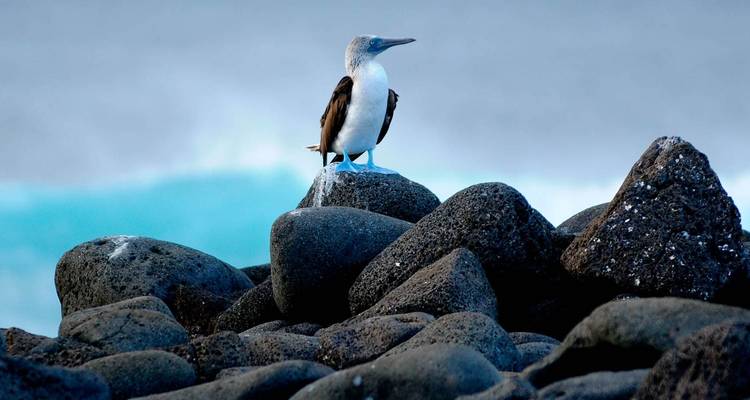 Panama, Colombia & Ecuador Discovery 11 Days - Scenic Luxury Cruises & Tours