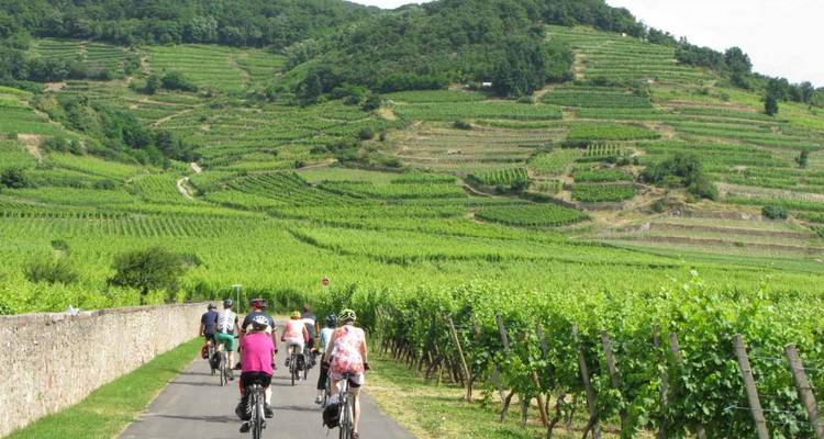 Bike tour, Alsace, France (guided groups) - The Chain Gang Cycle Tours