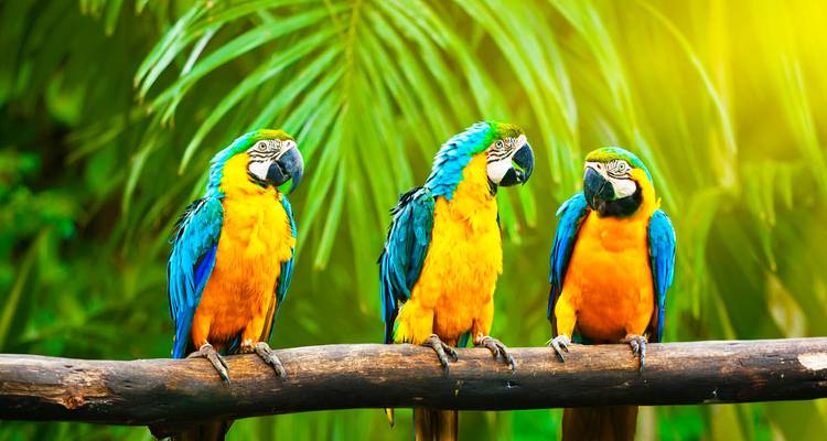 The Coast of Argentina & Brazil (from Buenos Aires to Rio de Janeiro) - Scenic Luxury Cruises & Tours