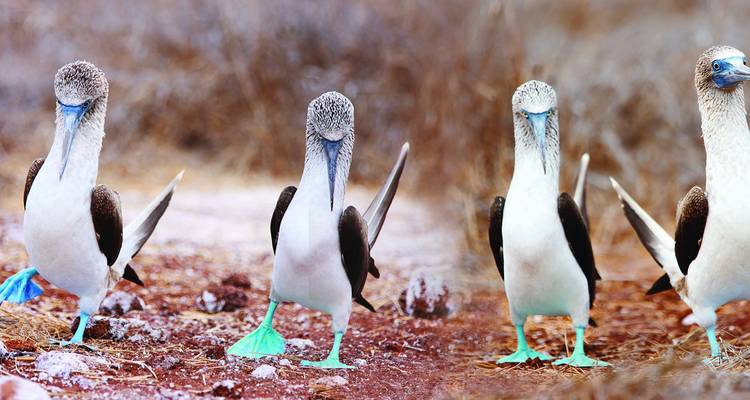 Wonders of Peru with Galápagos and Amazon 2018 - Evergreen Tours
