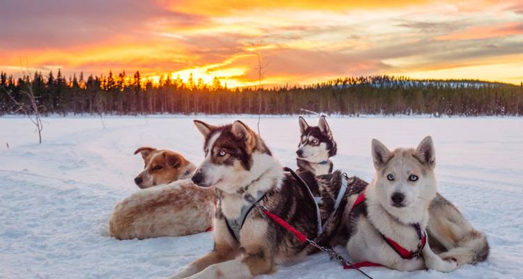 Groep sledehonden die rusten in de sneeuw bij zonsondergang.