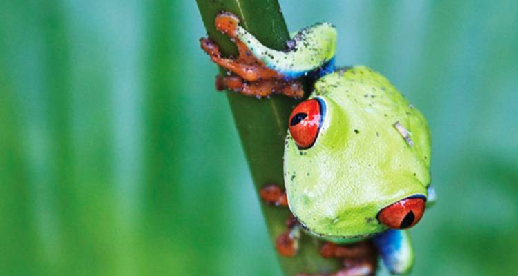 Indulgence in Costa Rica (2018) - Luxury Gold