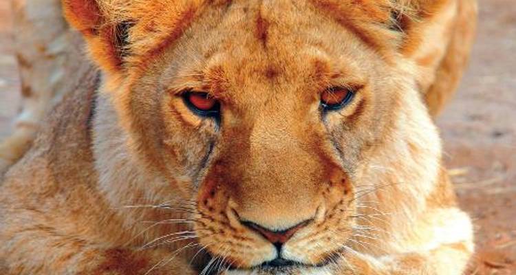 Desert Rivers and Wildlife in Comfort 2018 - World Expeditions