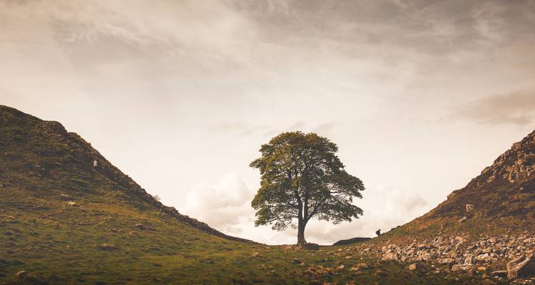 Árbol solitario entre dos colinas.
