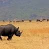 Arusha