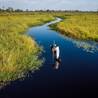 Maun