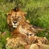Arusha