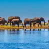 Maun